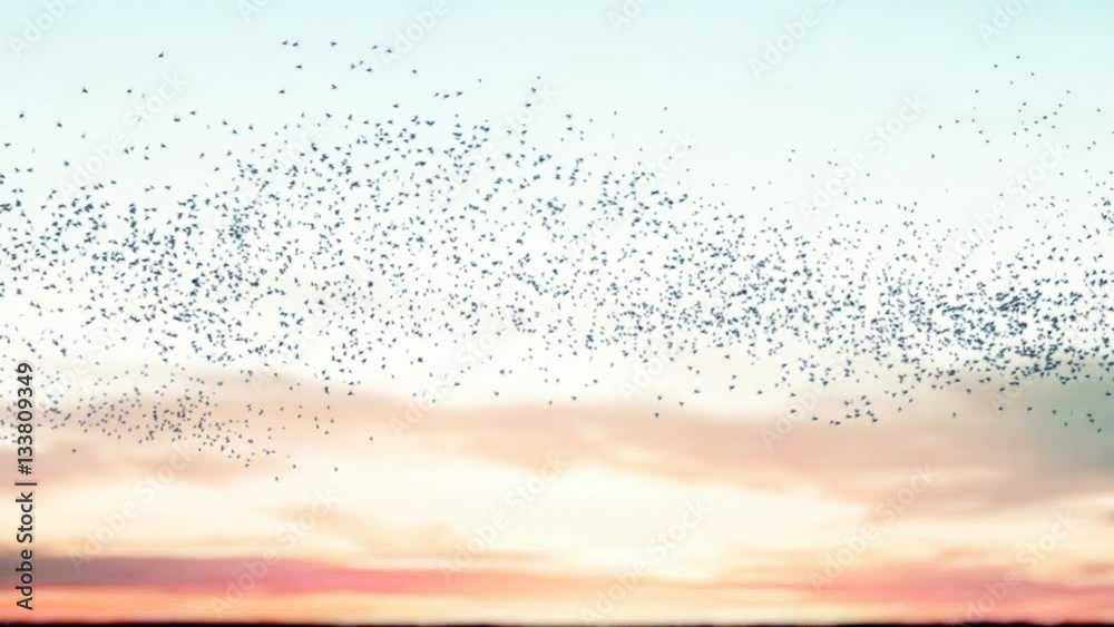 Flock of birds flying across a sunset sky
