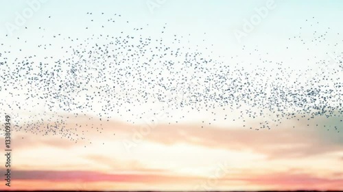 Flock of birds flying across a sunset sky