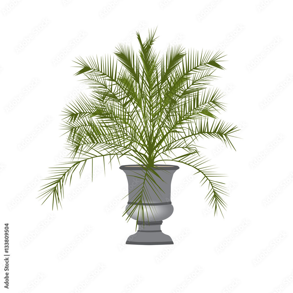 Date palm tree in a vase Date palm tree in a vase