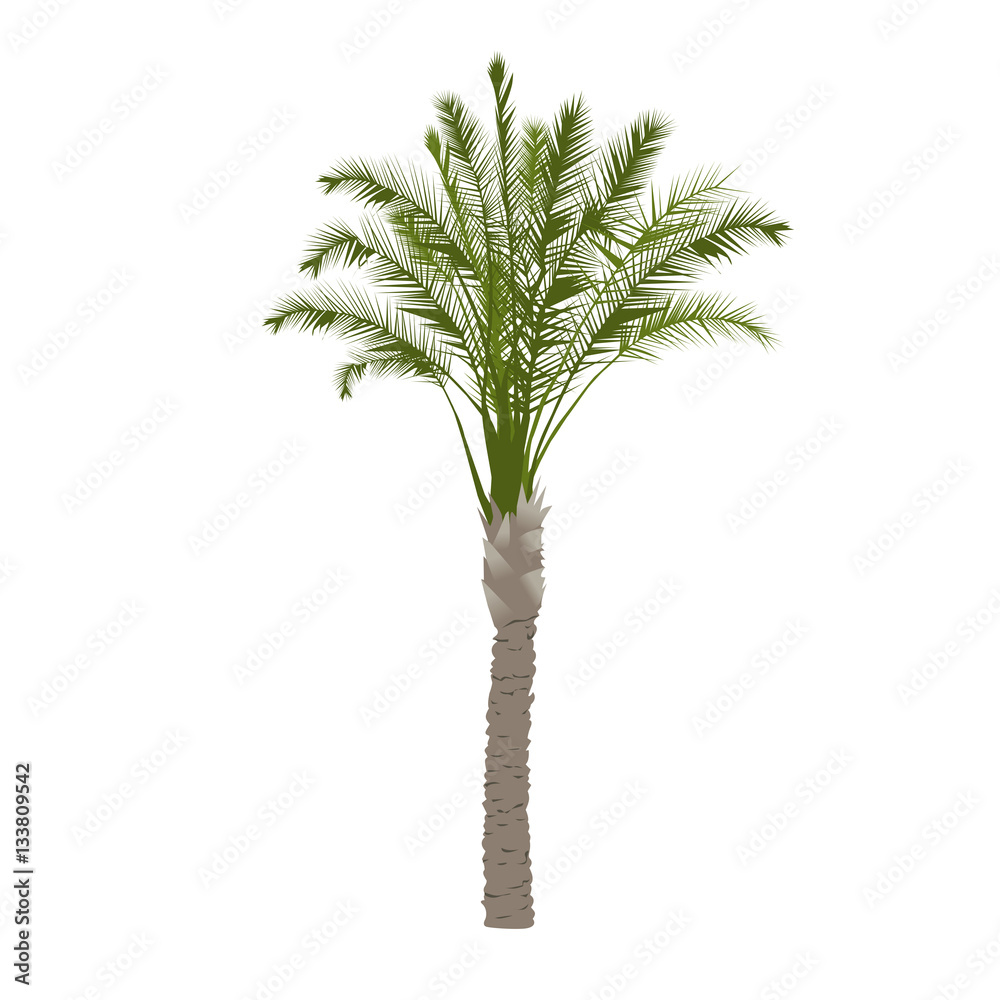 Fototapeta premium Date palm tree in color