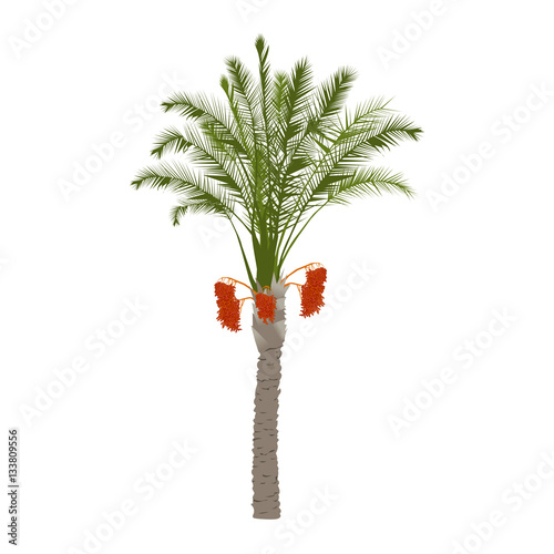 Date palm tree with fruits