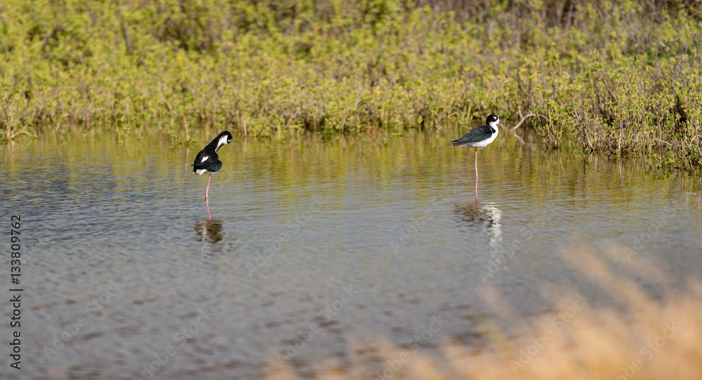 Two Hawaiian Stilts standing on one leg relaxing. Two Hawaiian Stilts standing on one leg relaxing.