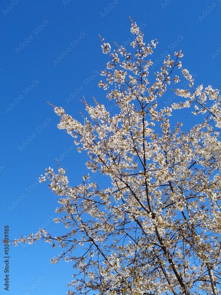 Blooming fruit tree with white flowers against blue sky