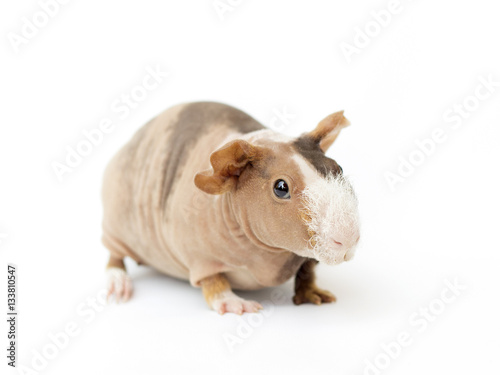 фотографія hairless guinea pig on a white background