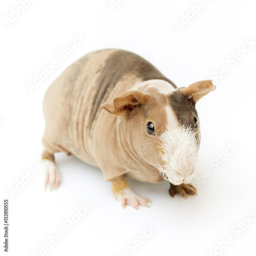 hairless guinea pig on a white background