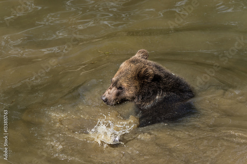 young brown bear bathing in the muddy water