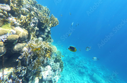 Coral and fishs in the Red Sea