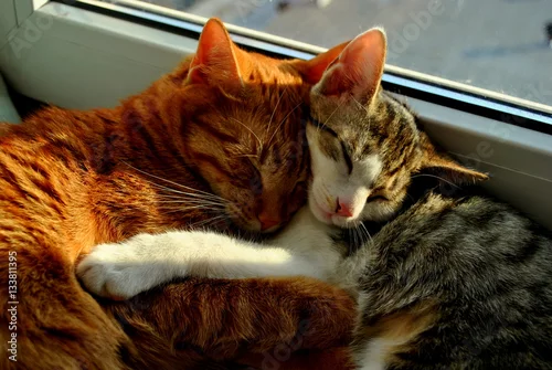 Obraz Przytulone koty