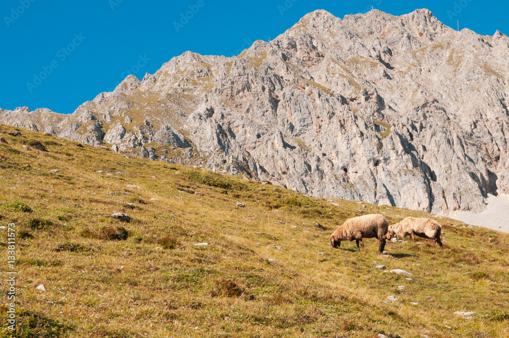 Sheep grazing on the slopes near the peak Hafelekar in Innsbruck
