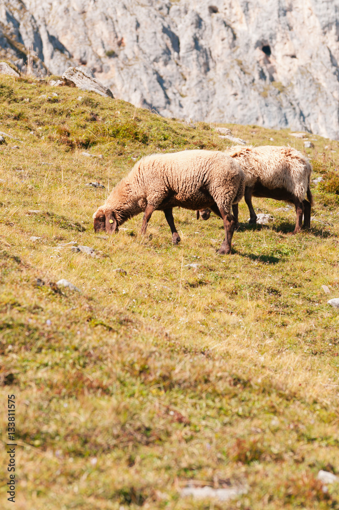 Sheep grazing on the slopes near the peak Hafelekar in Innsbruck Sheep grazing on the slopes near the peak Hafelekar in Innsbruck