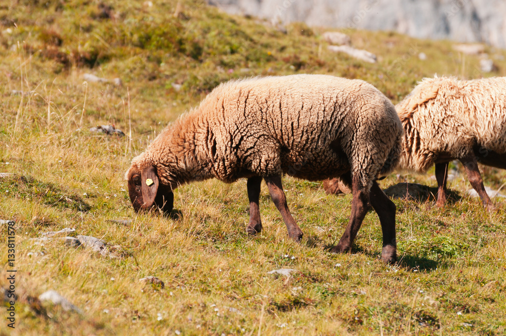 Sheep grazing on the slopes near the peak Hafelekar in Innsbruck