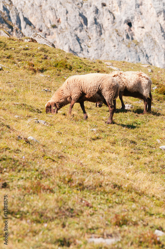 Sheep grazing on the slopes near the peak Hafelekar in Innsbruck © Сергей Лабутин