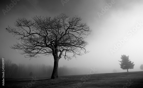 Lonely tree in the fog in field