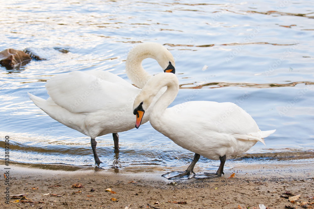 Obraz premium Two beautiful white swans