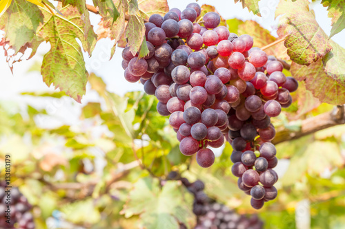 Black Grapes in the vineyard