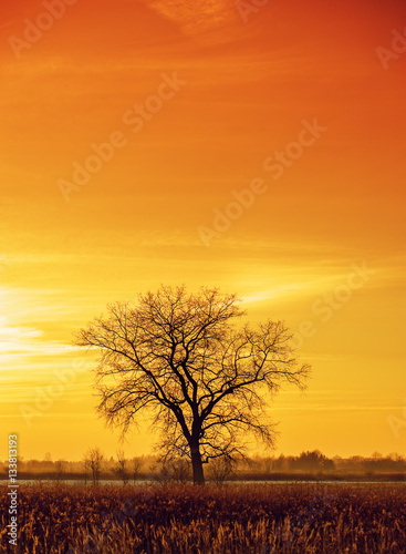 Dramatic colorful evening scene with Silhouette of leafless tree in sunlight.  © Snowboy