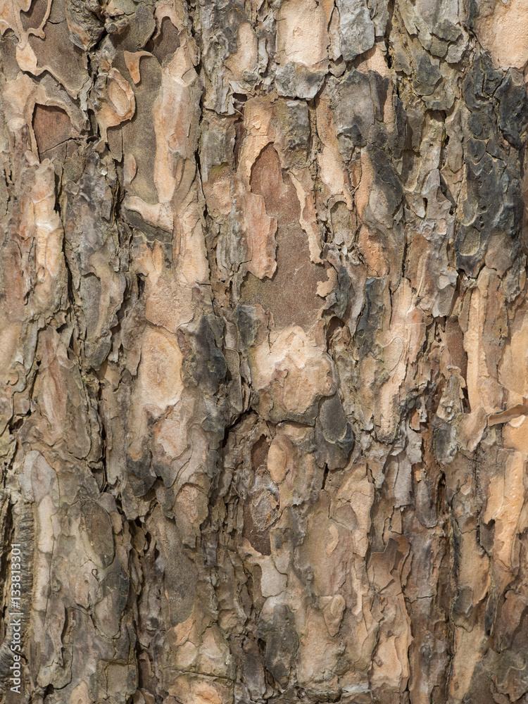 Bark of wood texture for background Bark of wood texture for background