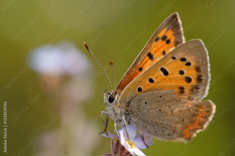 Fototapeta premium Kleiner Feuerfalter 
