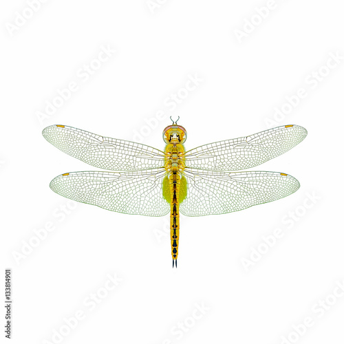Globe Skimmer(Pantala flavescens), dragonfly isolated with white background.