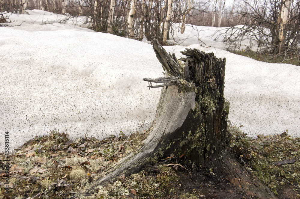 Stump on the ground and snow