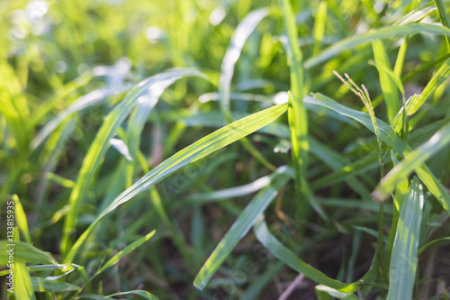 Blurred grass background under sunlight