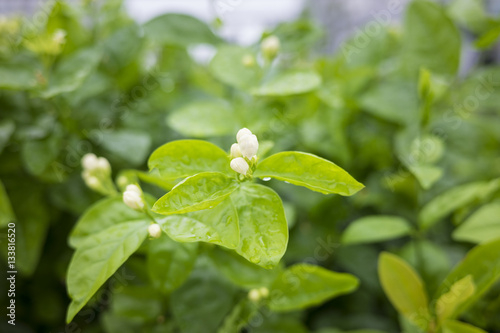 Cluster of jasmine flower buds branches