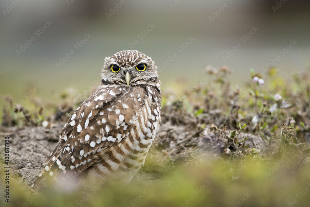 Florida Burrowing Owl in Burrow Florida Burrowing Owl in Burrow