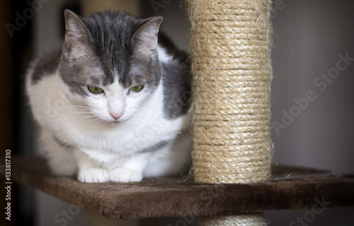 European white and gray cat posing on the scratching post