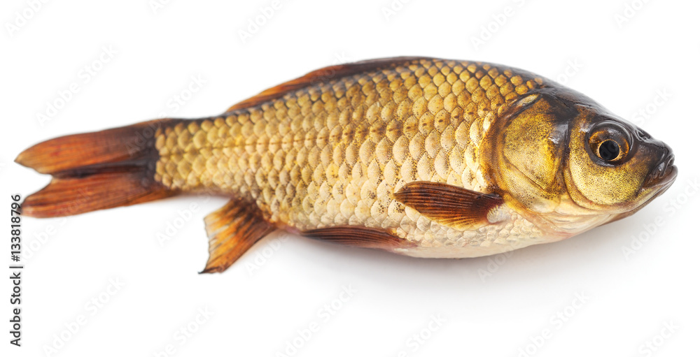 Little crucian. Little crucian.