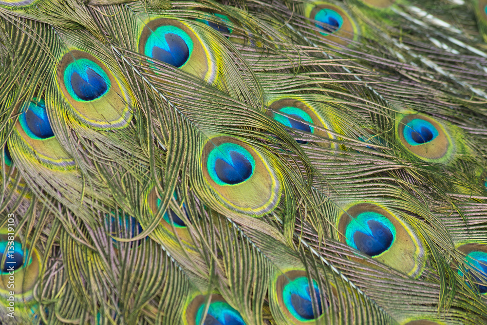 Fototapeta premium Pluma de pavo real 01