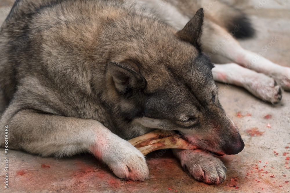 Fototapeta premium Wolf / Portrait of wolf eating. Soft focus. Movement. Digital retouch.