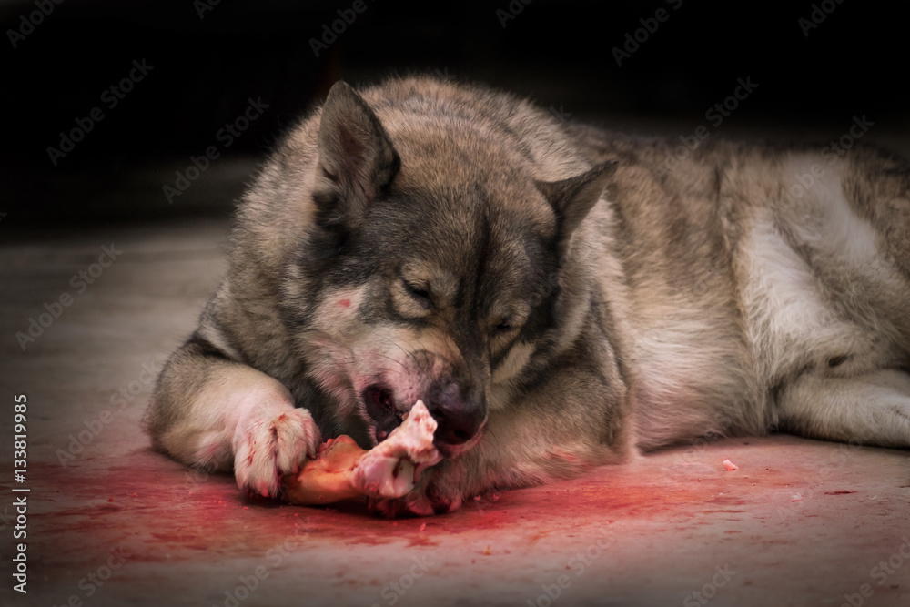 Fototapeta premium Wolf / Portrait of wolf eating on dark background. Soft focus. Movement. Digital retouch.