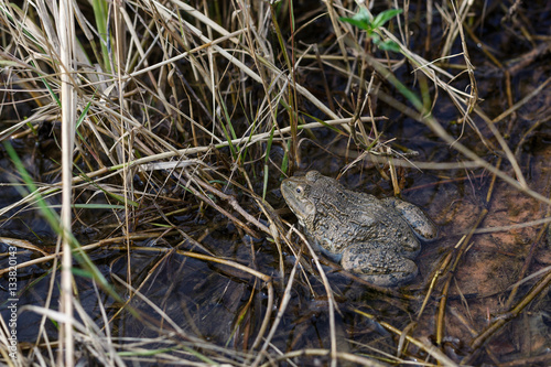 Frog in pond