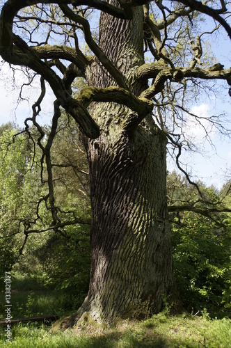 Stare drzewo - władca drzew dąb, kilkusetletni