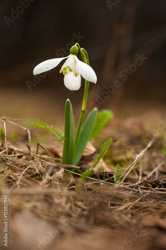 Snowdrop spring flowers. Delicate Snowdrop flower is one of the spring symbols telling us winter is leaving and we have warmer times ahead. Fresh green well complementing the white blossoms.