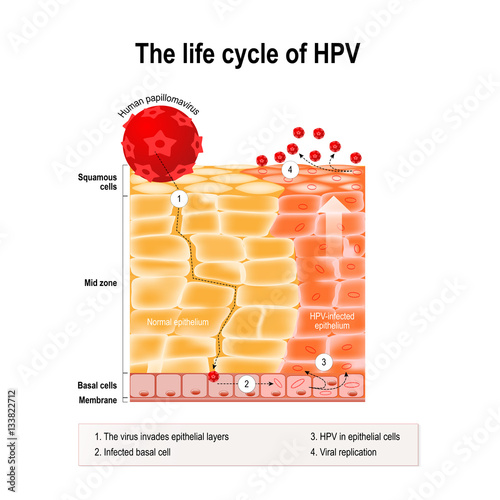 life cycle of hpv photo