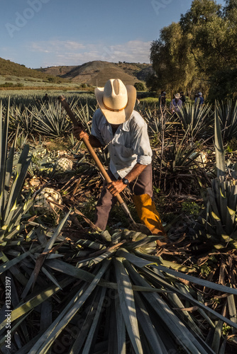 Fotografía Campesino cortando agave con un hacha/ Peasant cutting agave with an ax
