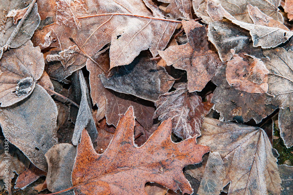 frozen leaves on the ground with icy frost frozen leaves on the ground with icy frost