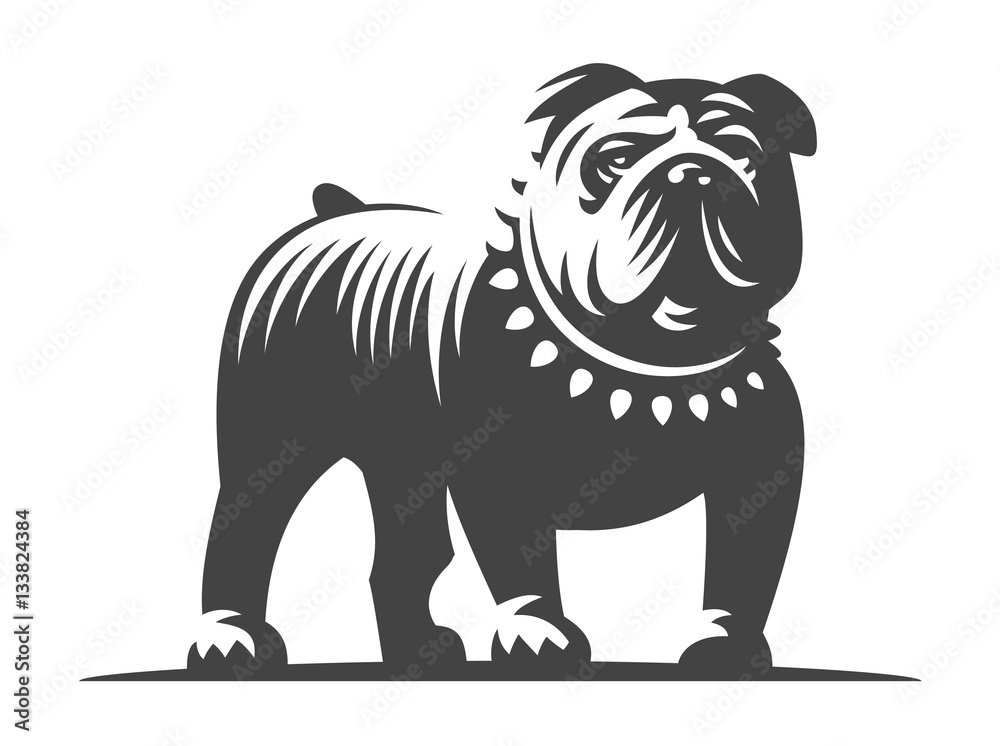 Bulldog vector illustration on white background