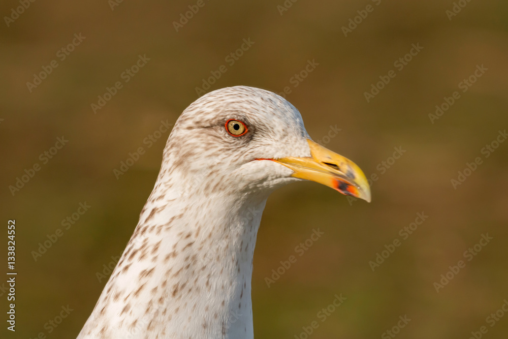 Portrait of a seagull with yellow peak Portrait of a seagull with yellow peak
