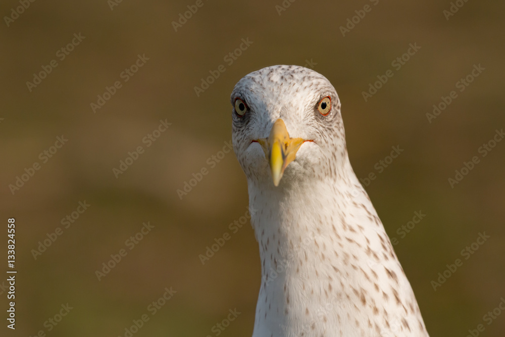Naklejka premium Portrait of a seagull with yellow peak