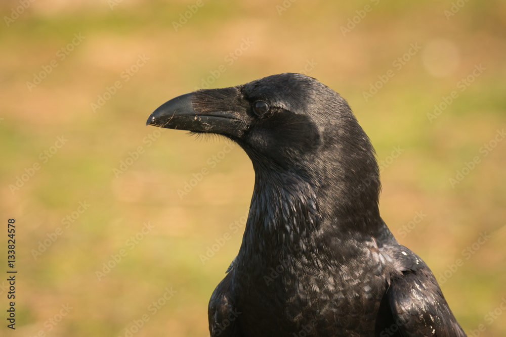 Fototapeta premium Crow in the nature