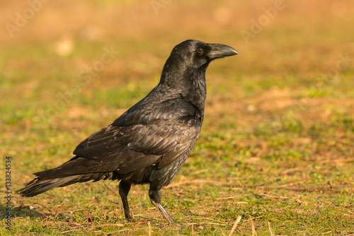 Crow in the nature