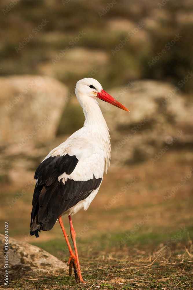 Fototapeta premium Elegant white stork walking in the field