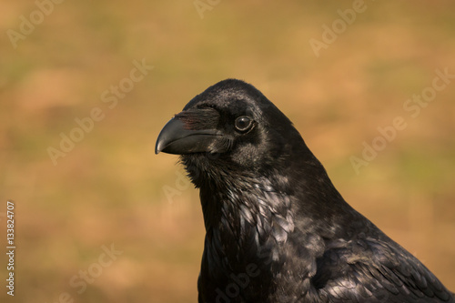 Crow in the nature