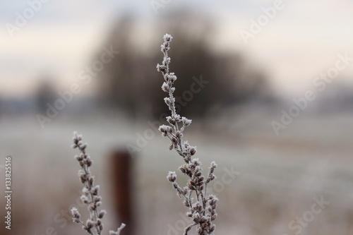 Gräser im Winter in der Marsch photo