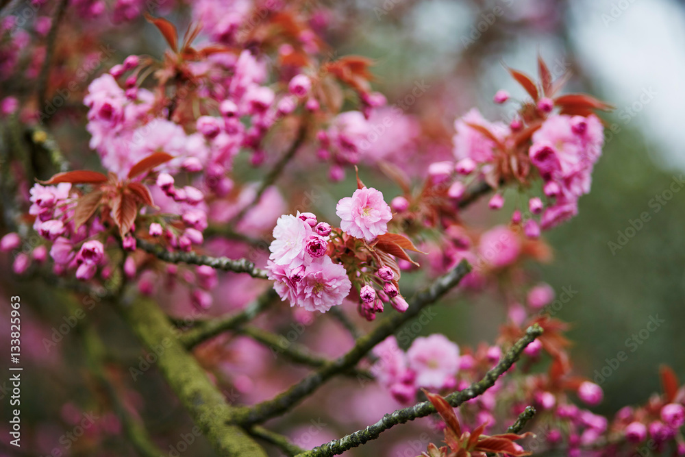 Beautiful cherry blossom on a spring day Beautiful cherry blossom on a spring day