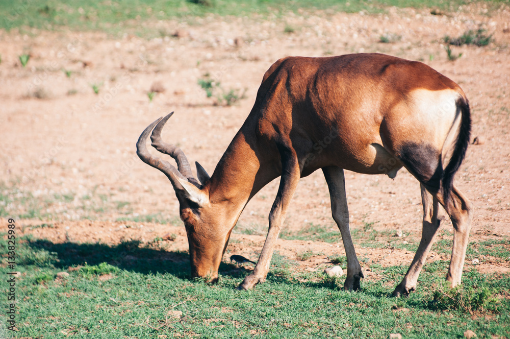 Fototapeta premium Addo elephant national park,eastern cape,South africa