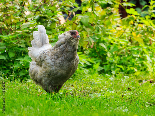Сhicken breeds Araucana photo