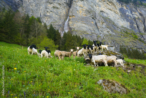 sheep herd on green valley with mountains on background
